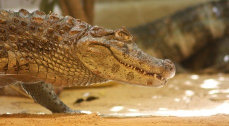 Alligator © Pedro Lozano/Flickr/CC