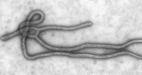 Le virus Ebola via Wikipedia