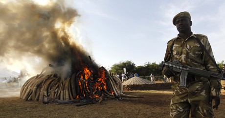 Un ranger du Kenya Wildlife Service assiste à l'incendie de 15 tonnes d'ivoire, le 3 mars 2015. REUTERS/Thomas Mukoya