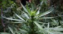 Cannabis: les secrets de la «Moroccan connection»