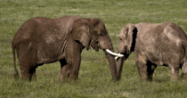 Les deux tiers des éléphants de Tanzanie ont été massacrés en quatre ans