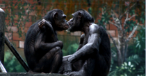 Comme les hommes, les singes se réconcilient après une dispute