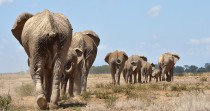 Comment le braconnage change l'anatomie des éléphants