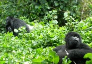 Il faut sauver les gorilles des Virunga