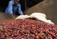 Les pluies provoquées par El Niño vont faire monter le prix du café cultivé en Afrique
