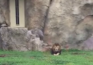 VIDEO. Un lion essaye d'attraper un enfant derrière le mur en verre de sa cage