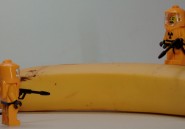 Les bananes pourraient bientôt disparaître de notre alimentation