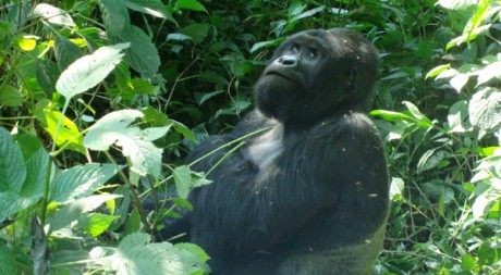 Un gorille du parc des Virunga. © Sandrine Rovere - Tous droits réservés