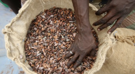 Un homme prépare des fèves de cacao à Daloa, en Côte d'Ivoire, 02/05/2012, REUTERS/Thierry Gouegnon
