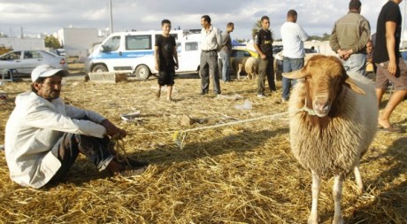 Moutons à Tunis le 25 octobre 2012. Reuters/Zoubeir Souissi