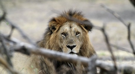 Un lion du parc national du Serengeti, Tanzanie, août 2012. © REUTERS/Noor Khamis