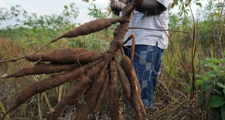 Racines de manioc, Nigeria / AFP