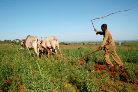 Un fermier Ethiopien, REUTERS/Alex Wynter