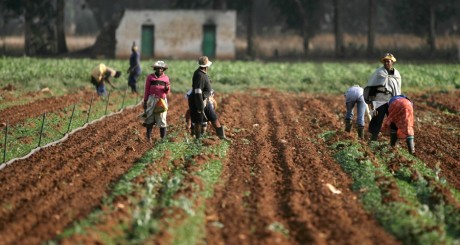 Ouvriers agricoles, près de Johannesburg , 2008. / Reuters