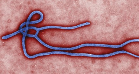 Le virus d'Ebola / REUTERS