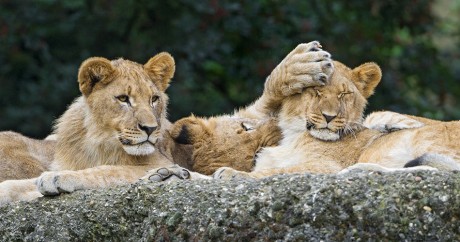 Lion cubs doing nonsense. Crédit photo: Tambako The Jaguar via Flickr, Licensed by CC.