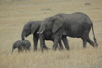Le drame des éléphants sans-papiers