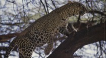 En Afrique, le léopard ne se déplace jamais sans ses taches