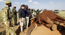 Ivoire: le commerce qui scelle la mort de l’éléphant d’Afrique