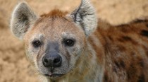 La parabole de la hyène et des villageois