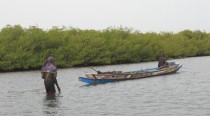 Sénégal: La mangrove du delta du Saloum, un bijou entre terre et mer