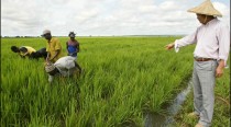 Sen-Ethanol, le projet agricole qui rend les Sénégalais fous de rage