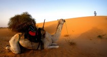 Le Mali va offrir un nouveau chameau à Hollande
