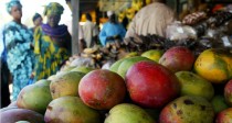 On risque de ne plus pouvoir manger de mangue au Sénégal