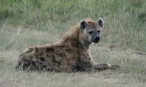 Arrêtez de croire que les hyènes peuvent soigner les maladies mentales