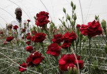 En Somalie, un fleuriste cultive l’espoir