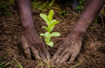 L’arbre, engrais de développement économique au Sénégal