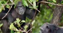 Un institut de recherche new-yorkais abandonne une colonie de chimpanzés