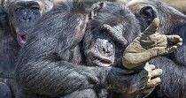 Des chimpanzés consomment de l'alcool jusqu'à être ivres