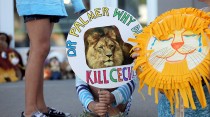 Pourquoi sommes-nous autant affectés par la mort du lion Cecil?