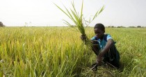 Pour endiguer son flot de migrants, la Gambie forme sa jeunesse à l'agriculture