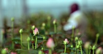 Les fleurs que vous achetez à la Saint-Valentin assèchent un lac au Kenya