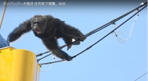 Regardez ce singe qui a semé la pagaille au Japon en s'agrippant à des câbles téléphoniques