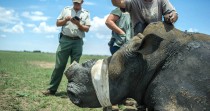 Et si le seul moyen de sauver les rhinocéros était de les envoyer en Australie?