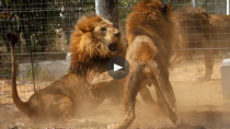 VIDEO. Des lions de cirque commencent leur nouvelle vie dans la savane africaine