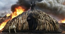 PHOTOS. L'ivoire maudit du Kenya part en fumée