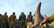 Un entrepreneur veut fabriquer de la fausse corne de rhinocéros pour combattre le braconnage