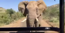 VIDEO. Arnold Schwarzenegger chargé par un éléphant en Afrique du Sud