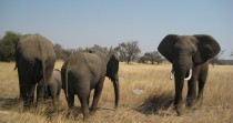Menacé par la sécheresse, le Zimbabwe met en vente sa faune sauvage