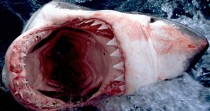 PHOTOS. Le grand requin blanc d'Afrique du Sud est menacé d'extinction