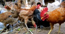 L'odeur des poulets repousse les moustiques porteurs du paludisme