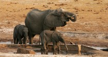 Une sécheresse menace des milliers d'éléphants au Zimbabwe, mais l'Etat l'ignore
