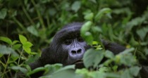 Sauver les grands singes, c’est contribuer au développement de l'Afrique