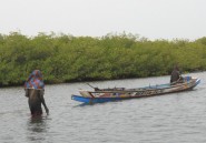 La mangrove, un bijou entre terre et mer