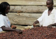 Au Cameroun, les jeunes vont à l’école du cacao