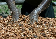 L'argent sale du cacao ivoirien